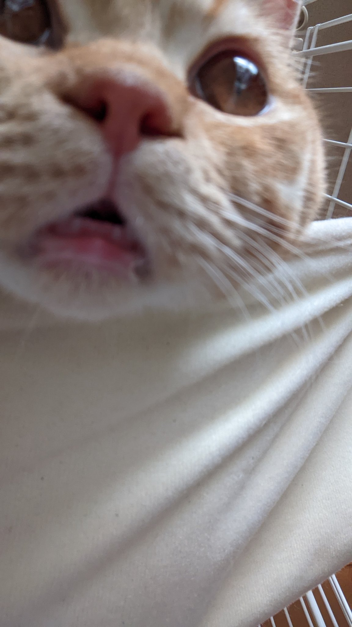 りずな ニャンコの歯って 牙だけじゃなくて ちっちゃいのもあって可愛い 猫好きさんと繋がりたい 猫がいる幸せ T Co X1ltycq46v Twitter