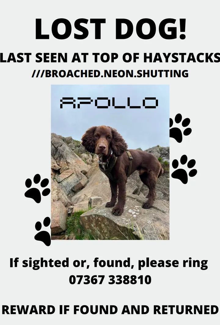 joannew0112's tweet photo. @lakedistrictnpa pls rt Apollo is #missing since 3rd of August last seen at top of #haystacks #Buttermere #LakeDistrict despite searches no sightings since. Pls keep a look out for him whilst out and about and 📞 with sightings, DO NOT CHASE #FIndApollo https://t.co/Ts3jtRXRhH https://t.co/usIUipJ5jk