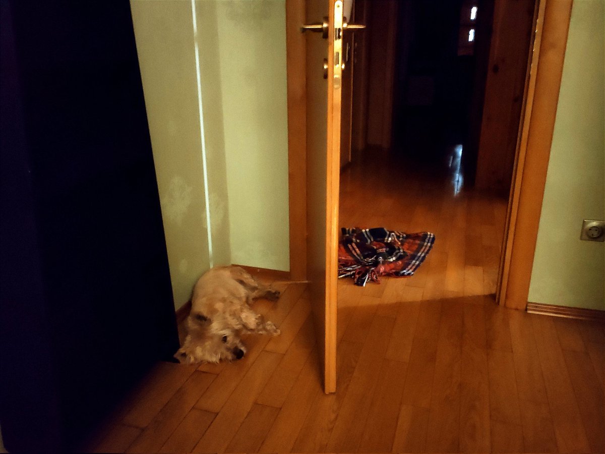 IlGlaz's tweet photo. I'm not entirely sure if my doggo has a death wish or is simply nostalgic for some cool peaceful foxhole where you can hide from life's many crucibles.

Either way, relatable.

#DoNotDog 
#OpenInside https://t.co/OdC7TXPXtV