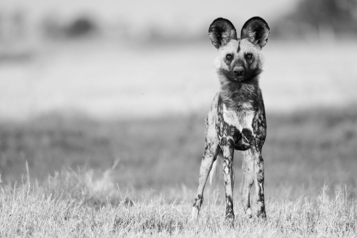WeAreWilderness's tweet photo. The #JaoReserve in #Botswanaโs #OkavangoDelta is rich in biodiversity, allowing wildlife like the endangered African wild dog to thrive. Travel to #JaoCamp to encounter more fascinating predators: https://t.co/Ya3a9z2E0Q
๐ธ Nick Stone
#WildernessSafaris #Conservation https://t.co/B1M1vlfAaZ