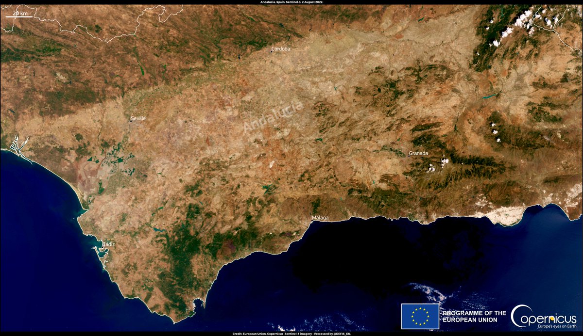 defis_eu's tweet image. #ImageOfTheDay

The historic #drought ongoing in #Spain 🇪🇸  is severely affecting vegetation 

The 2022 🫒 olive harvest could be reduced by ~30%

The region that could suffer the worst damage is #Andalusia, renowned for its olive groves (⬇️#Sentinel3 🇪🇺🛰️image of 2 August)