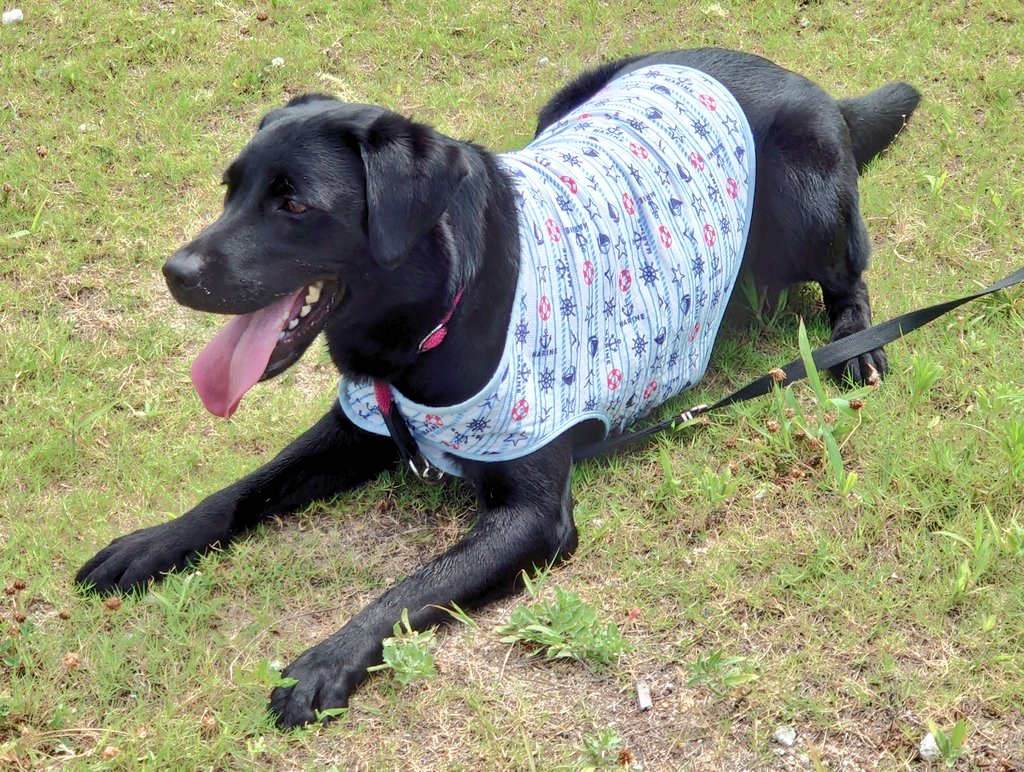 Belllove V Twitter Ctebu8xn2o5y11j やる気ないときは 横座り伏せなのにね この姿勢をした時は 凄まじい集中力でパパに突進していきます そう 暦では秋なのよね まだこ んなに暑いのにね 不思議な感じだわ Twitter