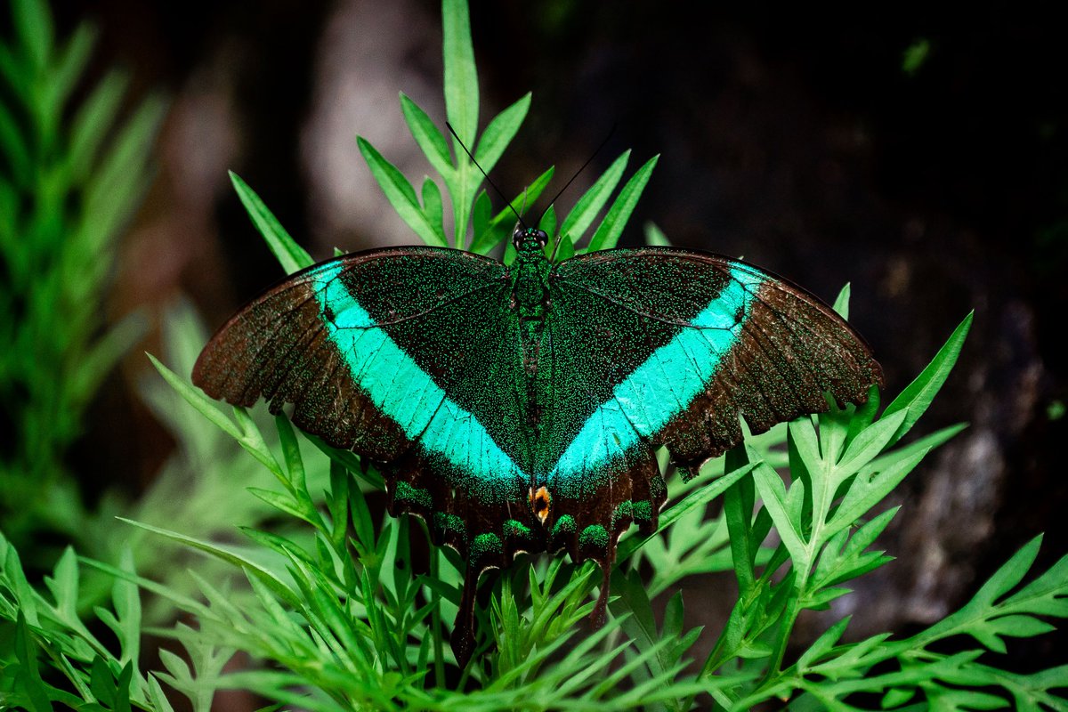 PhilippineStar's tweet photo. EMERALD SWALLOWTAIL IN THE PHILIPPINES 🦋💚

Wildlife sanctuary Masungi Georeserve captured detailed photos of a butterfly specie called Emerald Swallowtail in Tanay, Rizal on Friday. https://t.co/Pxn0Fe0Cqg