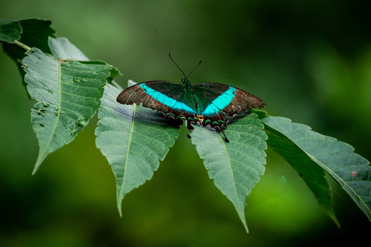 PhilippineStar's tweet photo. EMERALD SWALLOWTAIL IN THE PHILIPPINES 🦋💚

Wildlife sanctuary Masungi Georeserve captured detailed photos of a butterfly specie called Emerald Swallowtail in Tanay, Rizal on Friday. https://t.co/Pxn0Fe0Cqg