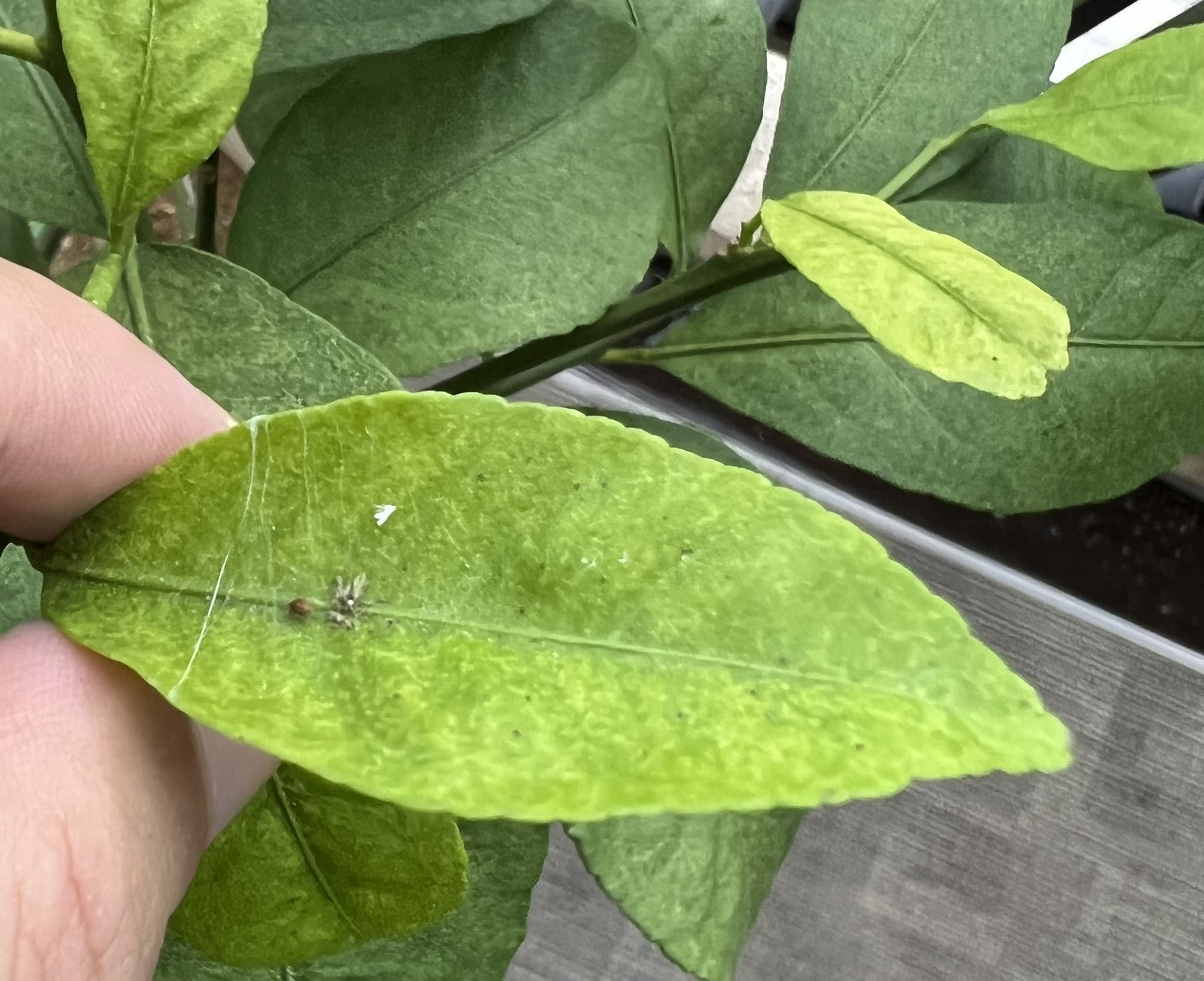 松嵜 麗 レモンちゃんの葉っぱの小さな黒い点があるんだけど 虫のたまご それとも葉っぱの病気 どうしたらいいんだろ T Co R6yct4vjay Twitter