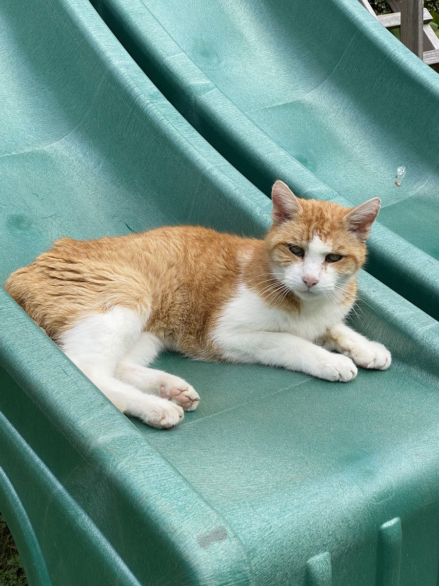 schramlbauer's tweet photo. Yesterday we had to say goodbye forever to our good boy Stitch. We had him for almost 18 Years. RIP ❤️ https://t.co/ImI9BAOSjT