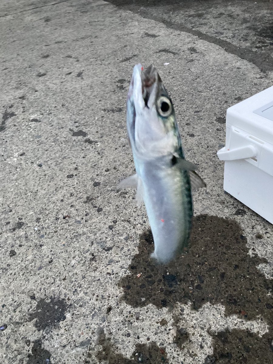 nekosomewhere's tweet photo. 数年ぶりに来た防波堤で、12~20 cmのサバがサビキで入れ食いの中、ウグイかと思いながら引き上げると38 cmのよいサイズ
背開き→一夜干し→塩焼きでいただきます
ちびサバ達は前回同様オリーブオイルで🍽

#防波堤釣り https://t.co/nVenbPrBVv