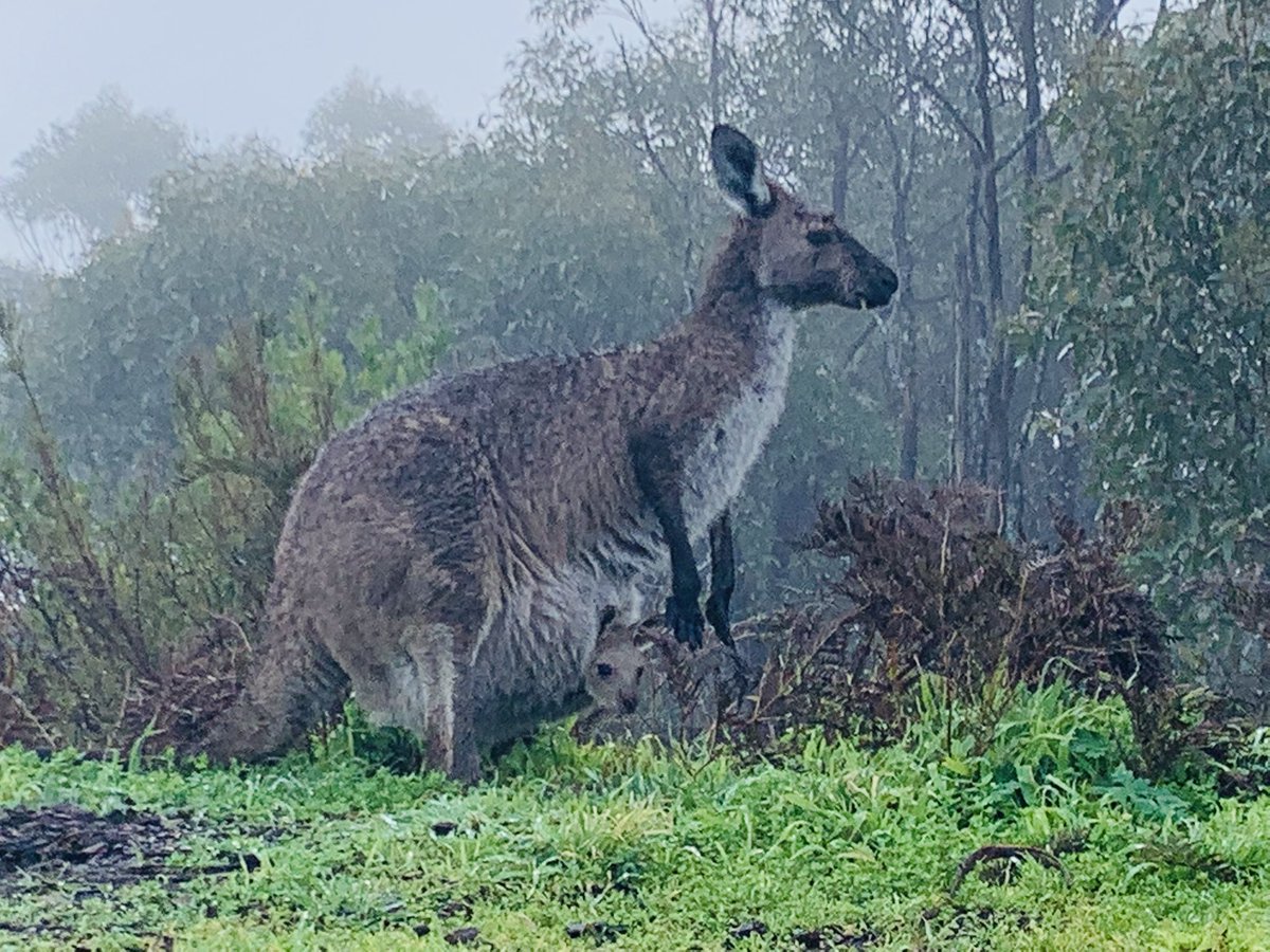 Kangaroo with joey. 
Australia ❤️

#hiking #Australia #SouthAustralia
#nativeanimals #Australiannatives
#kangaroo #joey