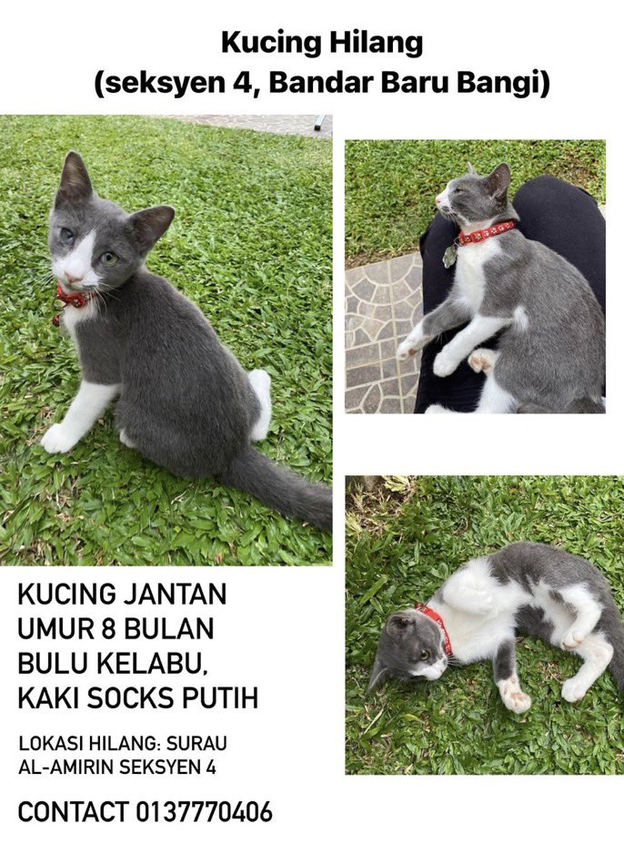 KUCING HILANG DI SEKSYEN 4 BB BANGI!

Last location di Surau Al-amirin Seksyen 4 pada 27/7.

Kalau ada sesiapa yang terjumpa ataupun terambil, mohon contact owner kucing.

Bantu RT guys!