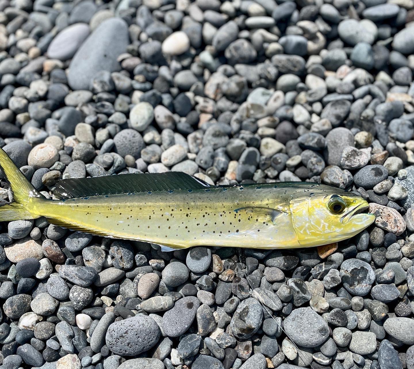 ぷらちゃん 本日はペンペンシイラ10匹ワカシ1匹 ペンペンが飛んだり跳ねたりの激しい引きで楽しめました 因みにメタルエフェクト30gのピンクで全部釣りました T Co Rqofrfkra0 Twitter ぷらちゃん 本日はペンペンシイラ10匹ワカシ1匹 ペンペンが飛んだり跳ねたりの激しい引きで楽しめました 因みにメタルエフェクト30gのピンクで全部釣りました T Co Rqofrfkra0 Twitter