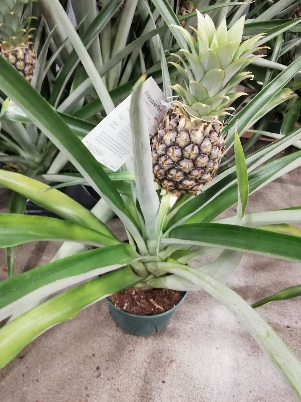 Inaka Life In Canada 園芸店にて パイナップルの木売ってた パイナップルってこんな風にできるの 観葉植物としても良さげ ガーデニング 園芸 T Co Njyzjph0ee Twitter