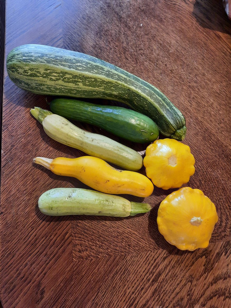 kelly_zehe's tweet photo. My dear friend Birke has his own little garden in Hannover with vegetables and fruits. Yesterday he gifted me zucchini and pumpkins. Me, a spoiled urban city girl, is quite impressed! #vegetables #garden #harvest #organic #selfgrown #zucchini #pumpkin https://t.co/N5FT3LDfRP