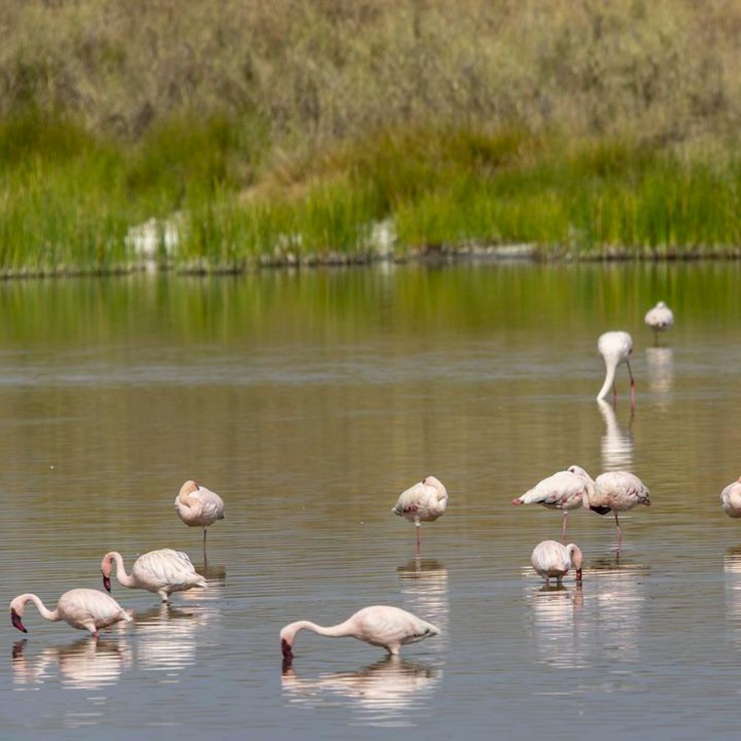 gosheni_safaris's tweet photo. Tanzania isn't just rich in wildlife but birdlife as well. Sometimes, the lake turns pink when flamingos flock to them.
#DiscovertheUnexpected
#LocalTourOperator
#WorldTravelAwards2022
#TanzaniaLeadingTourOperator
#KenyaLeadingTourOperator https://t.co/aIwXTSUpIv