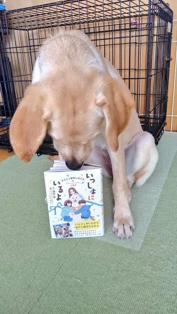 日本介助犬協会 Twitter Search Twitter