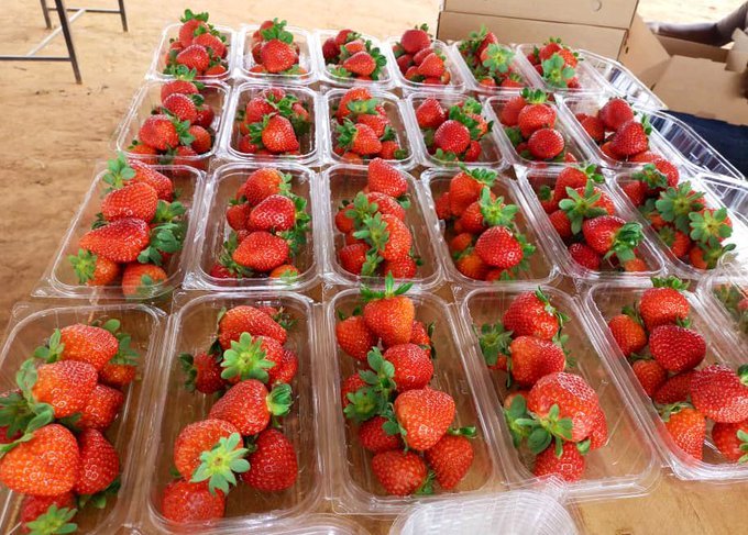 EcoAgriMedia's tweet photo. Would you love to invest in Modern strawberry farming π ?
Like and Retweet if you are interested Please!
#StrawberryFam #strawberry https://t.co/hR2eWAgmaf