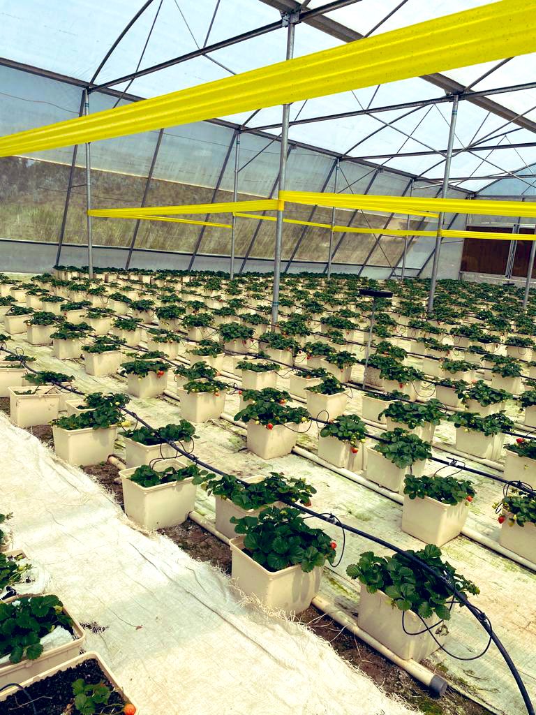 EcoAgriMedia's tweet photo. Would you love to invest in Modern strawberry farming π ?
Like and Retweet if you are interested Please!
#StrawberryFam #strawberry https://t.co/hR2eWAgmaf