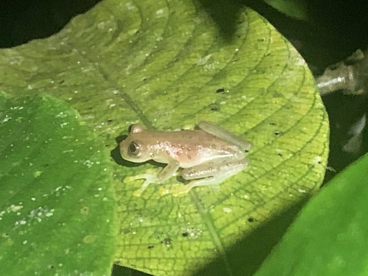 Paurotaenia's tweet photo. Como se cancelaron las salidas de campo del #3CCH Robinson Galindo de la territorial Pacífico me invitó a visitar un pedacito de @ParquesColombia Farallones. Con la compañía de Gustavo Y Juan Diego Rodríguez, conocí esta belleza viva por fin! Bello paseo, graaciaas! Foto mía. https://t.co/4IZrw7pK7Y