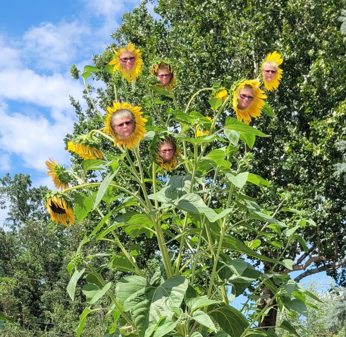 CEOVacAttack's tweet photo. SON-Flower
#GISH2022 #gishwhes #gish @GISH https://t.co/wSVIWu5MV8