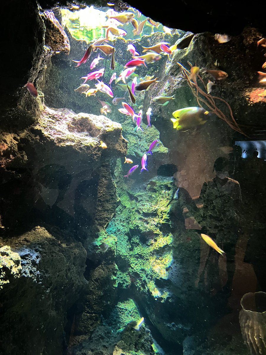 普通に鴨川シーワールド満喫した 