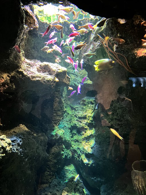 普通に鴨川シーワールド満喫した 