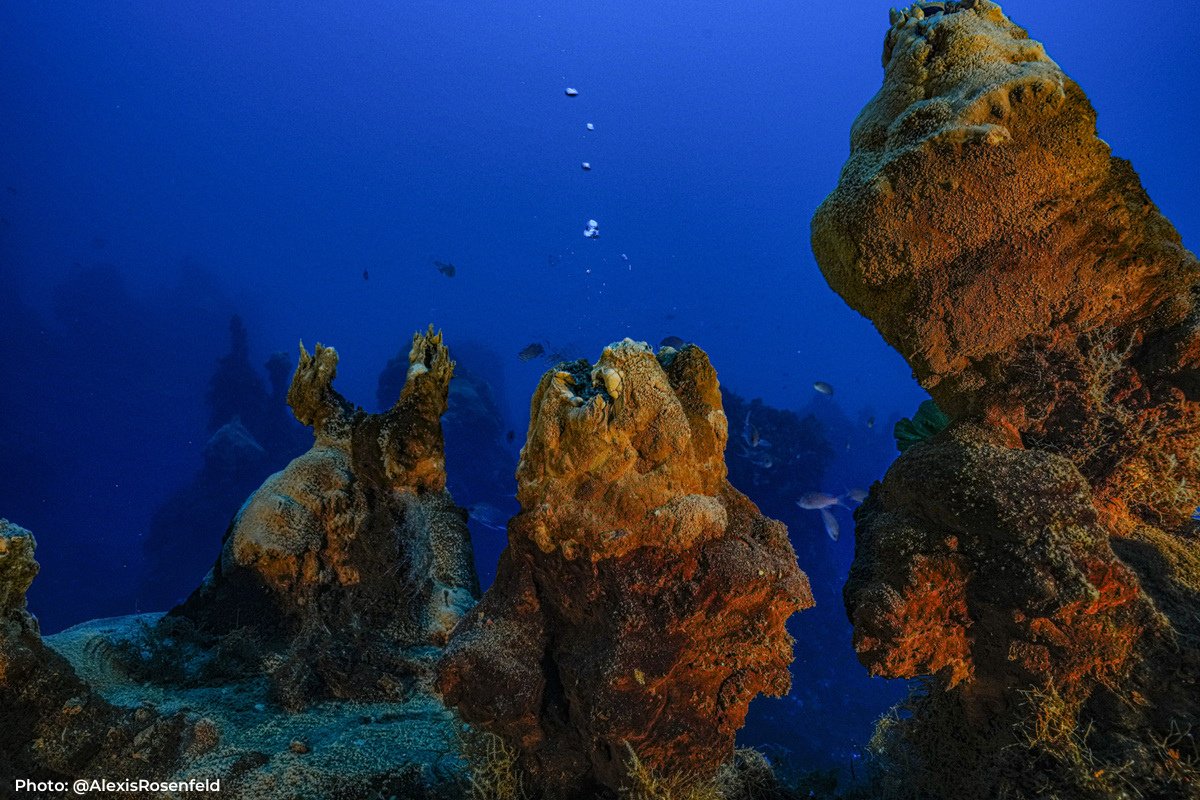 UNESCO_fr's tweet photo. L'étude des éruptions sous-marines pourrait-elle nous en apprendre davantage sur les origines de la vie ?
La mission d’exploration #UNESCO-#1Ocean , conduite par @AlexisRosenfeld, nous éclaire sur les mystères des volcans sous-marins.
https://t.co/4aojE3HuXm https://t.co/GkFXxLi0LX