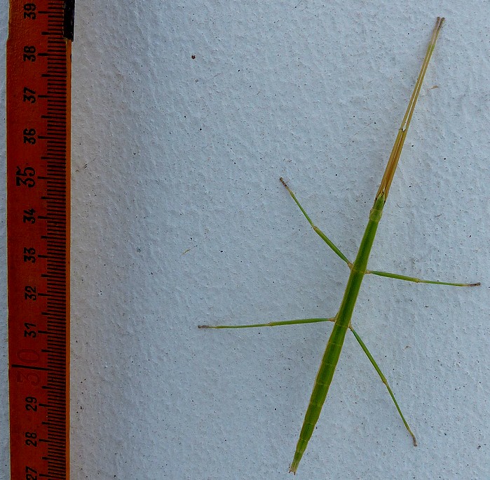 JacquesOmnes's tweet image. Ungewöhnlicher Besucher heute morgen auf meinem Balkon. #Stabheuschrecke
Visiteur inhabituel ce matin sur mon balcon. #Phasme