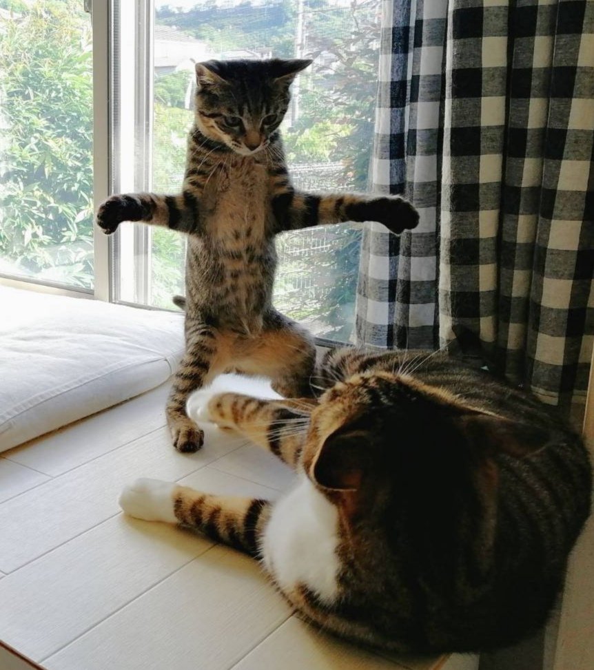 人気のクリスマスアイテムがいっぱい Hwi12dzつみネコ半立体マグネット2フルコンプ全13種こねこ子猫 奇譚kitan Club 0円 C Www Health Worx Co Za