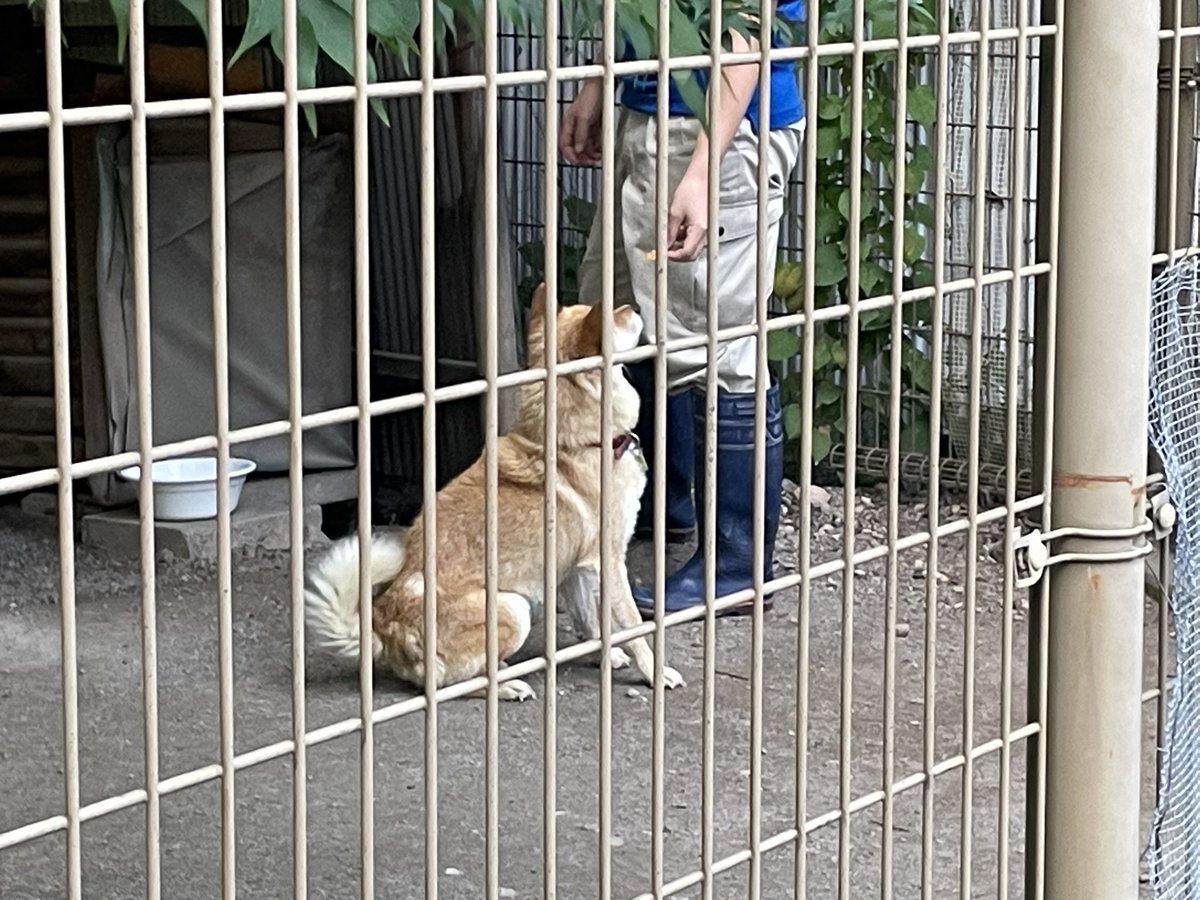 🐕 