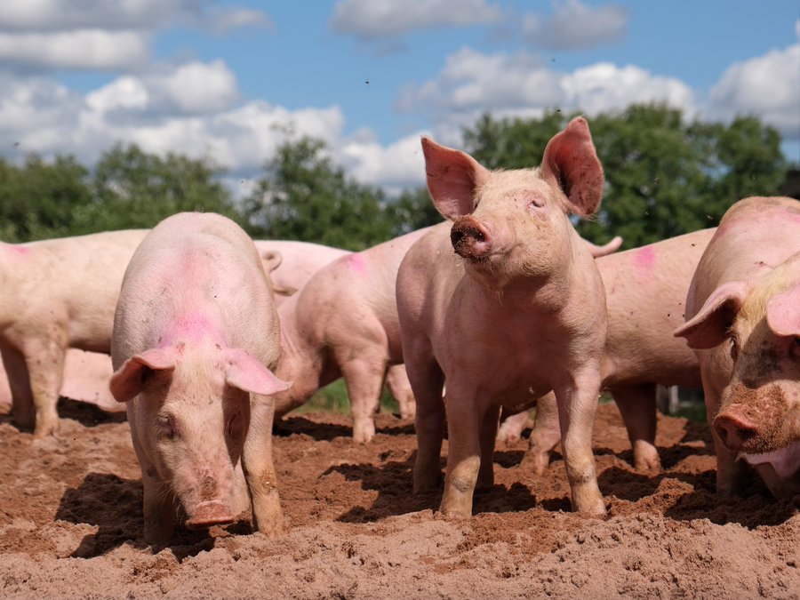 Agirite's tweet photo. Pig farming is profitable, pay attention to management and the market to be successful. https://t.co/rk2DwE4rWR