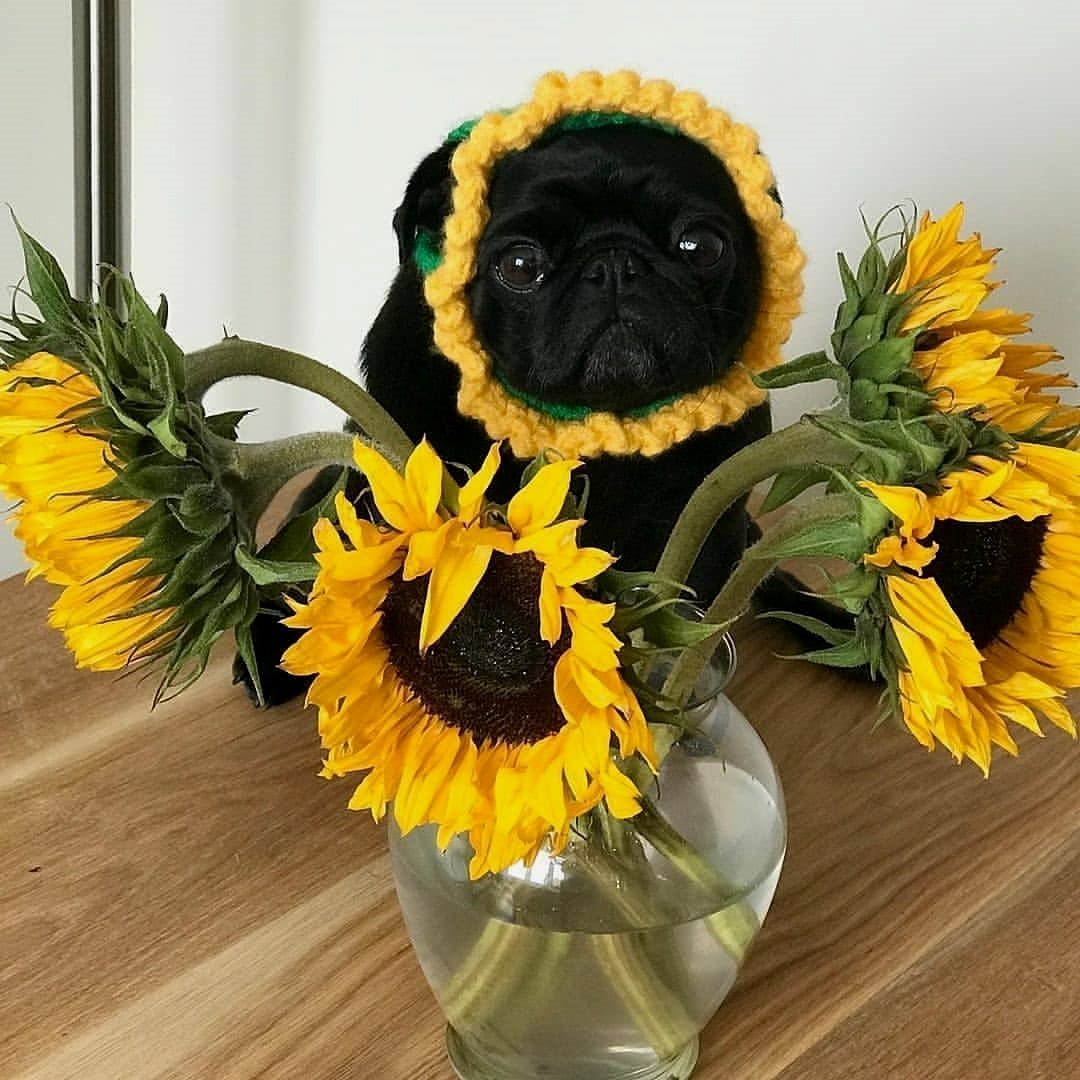 In a world full of roses be a sunflower 🌻but don’t forget that you are a cute cutie pug🤗
.
.
.
#Pugsroner #fawnpug #pugstagram