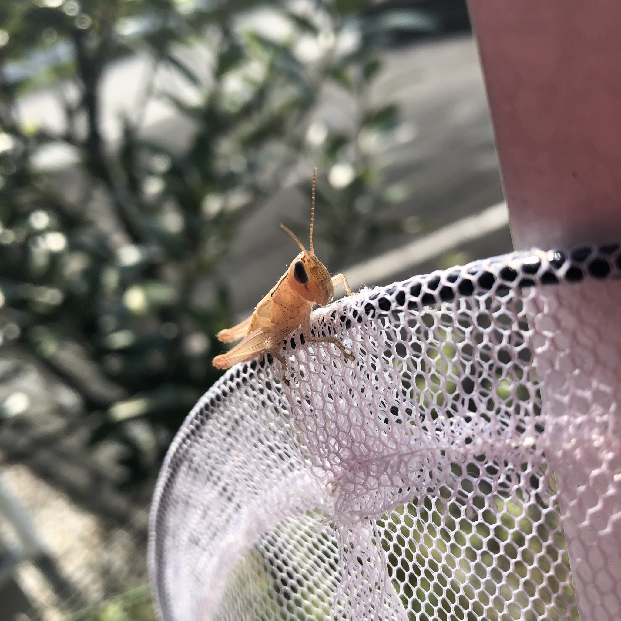 白いバッタ Twitter Search Twitter