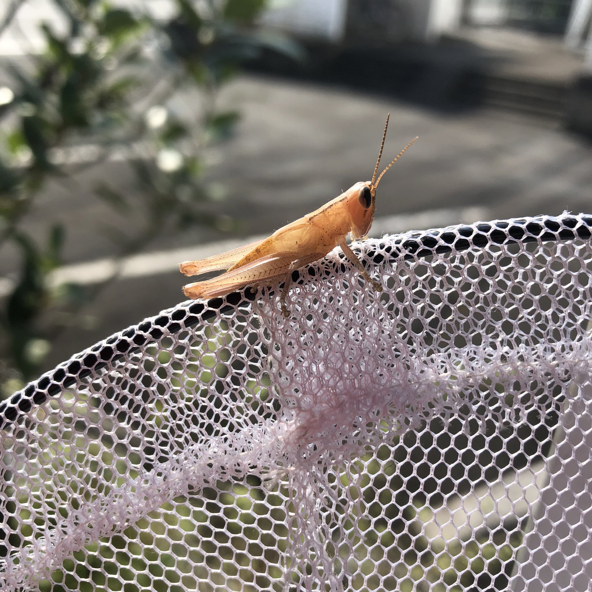 白いバッタ Twitter Search Twitter