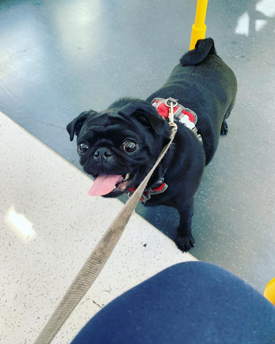 ctkilday's tweet photo. Thanks @MCRMetrolink  for the doggie trial running Loving the fist ever  well behaved tram ride.Fingers crossed this is allowed permanently. Does Mcc support this ? @johnleechmcr @RKilpatrickMCR @RosieHughesMcr @AlanGoodLD @JohnCameronMcr @cnorthwood https://t.co/0qB8veBNU5