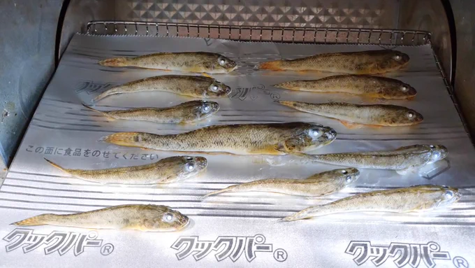 昨日のハゼを調理するマン。塩水に一時間くらい浸けてたハゼの水分を大雑把に拭いて、焦げない程度に炙って、水と昆布とお酒で煮て、砂糖とお酒、味醂に醤油で落し蓋して煮て… 