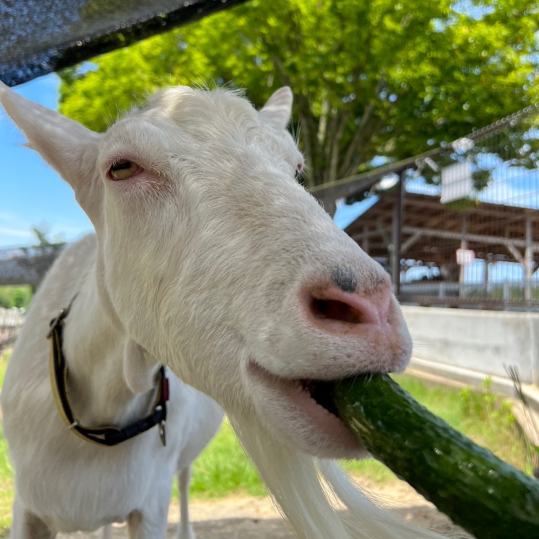 おはようございます☀️ ヤギのマイケル(♂)君は大好きなキュウリを食べて ご満悦😆✨ これで少しでも涼しくなってね🎐 皆様も熱中症対策を十分にしてお越しください🌟 ＃水分補給 ＃夏休み