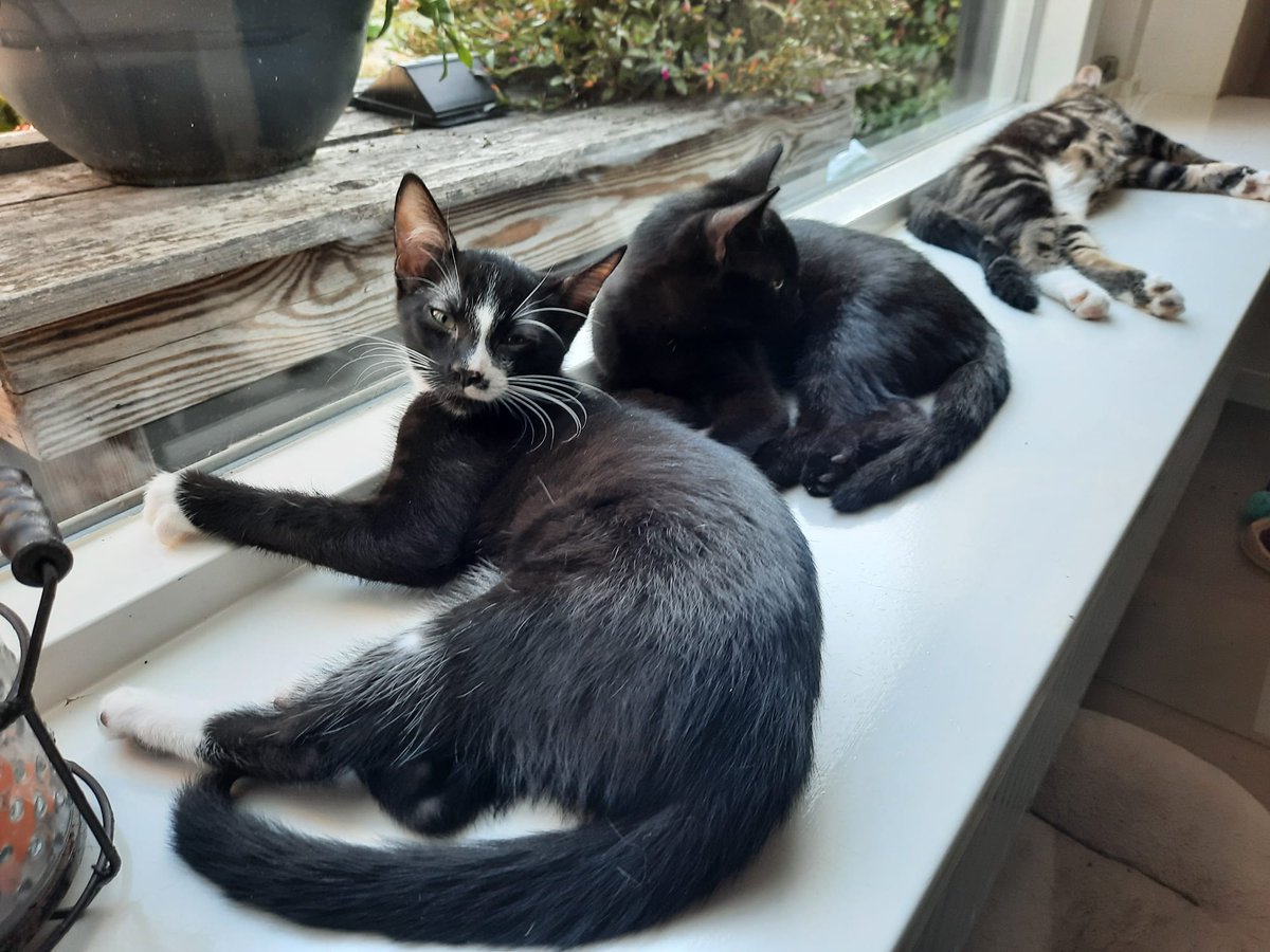 anaaborg's tweet photo. PER DIRECT TER BEMIDDELING 

Deze 4 schattige kittens zijn begin mei bij ons geboren.
Nu zijn ze klaar voor een ander liefdevol thuis.

De kittens zijn gesocialiseerd, 
geënt, ontwormd en zindelijk. 
Bij wie krijgen ze een goed en liefdevol nieuw huisje?
#kitten #kattenliefde https://t.co/Ij4l0mHQzg