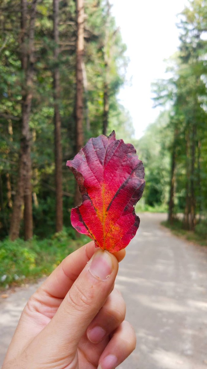 Omidreza's tweet photo. dich selbst lieben 🍁
#Loveyourself https://t.co/HVBsNWgrx9