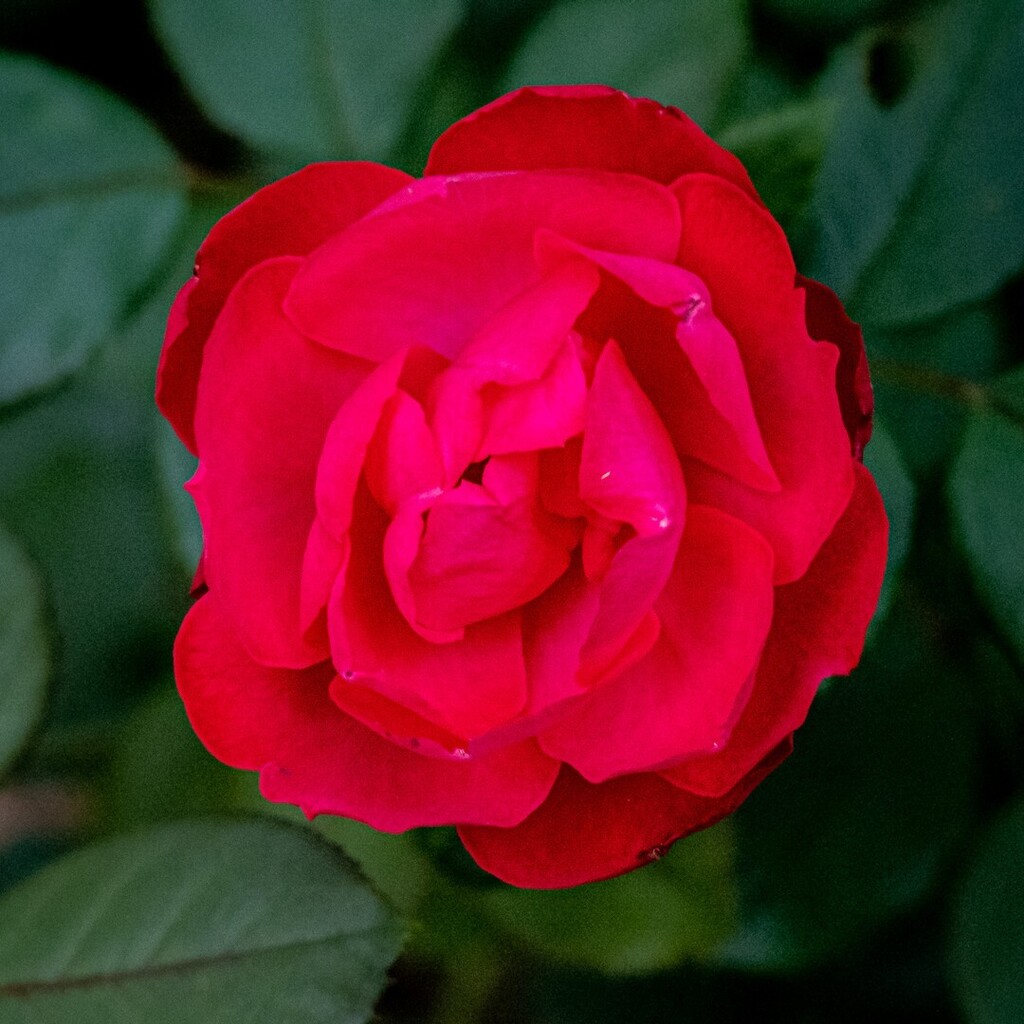GrogiesPhotos's tweet photo. Rose from a walk

Shot with @omsystem.cameras

#OMSummerSchool #OMSYSTEM #DefyTheMoment #MirrorlessCamera #MZukio60mmMacro #MacroPhotography #OMDRevolution #M43 #flowers #flowerstagram #flowerphotography #microfourthirds #microfourthirdsgallery #microfournerds #micro43photog… https://t.co/wPxQUPufwu