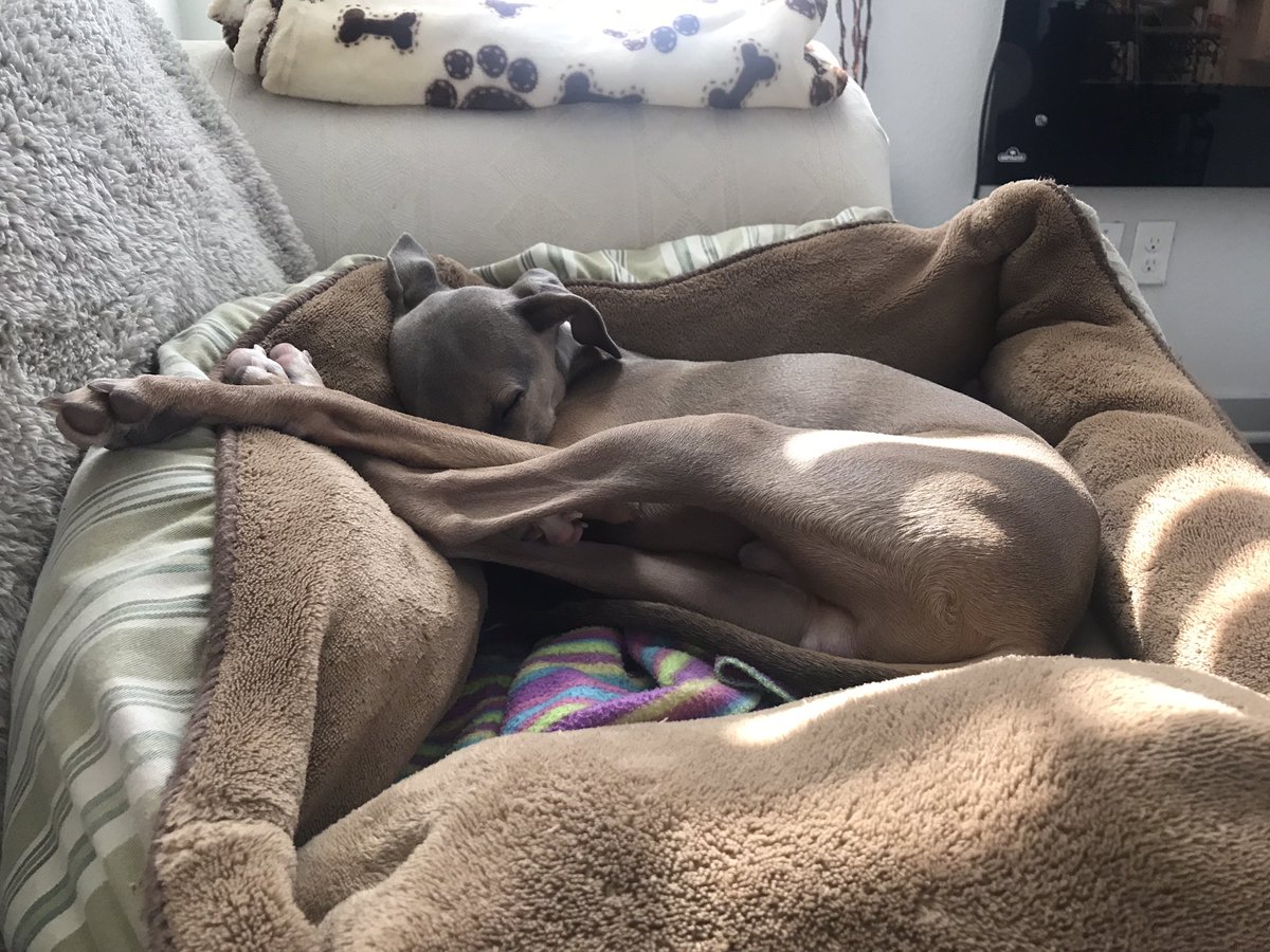 I was exhausted after mom’s bff came over yesterday to visit! Have a happy Sunday pals! <a href="/cori_berman/">Cheezy & Cori 🌻</a> <a href="/3phibotticelli/">Sassy& Angels Sadie & Phi</a> <a href="/greytfriend/">Cathy: Greytfriend @ 🧵, 🟦🏙️,🦣, 🐳 & P📰</a> <a href="/HollyGreyhound/">Bonnie & 🌈Holly Greyhound🌈💔😭</a> <a href="/Profoundcallin/">Angel Max🌈💓</a> <a href="/jdpoohbear/">Jill F n my 3 pups🇺🇸🇺🇦</a> <a href="/DelilahsMama3/">🏖Janet Cross🐶💛💙</a> <a href="/AMP2/">AMP2</a> <a href="/DaisyTheGrey/">TwirlyTwyla 🌪</a>