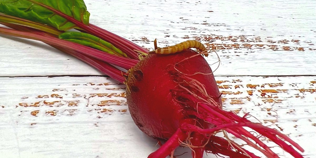 operationecopen's tweet photo. Sweet beets are quite the treat for our mealworms! ❤️🐛 We were excited to support @TWC_Wildlife last month with ~13,000  mealworms 😀 They help so many wild animals! Please support wildlife rescue  in your area 🐦🐺🦉
#mealworms #wildliferescue https://t.co/legoMueJ6B