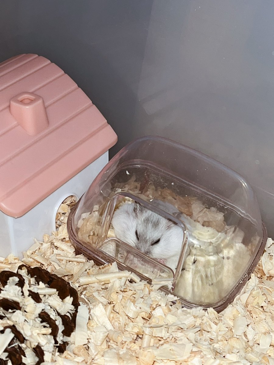 laraslisaa's tweet photo. They grow so fast 🥺 https://t.co/wugx4pxspd