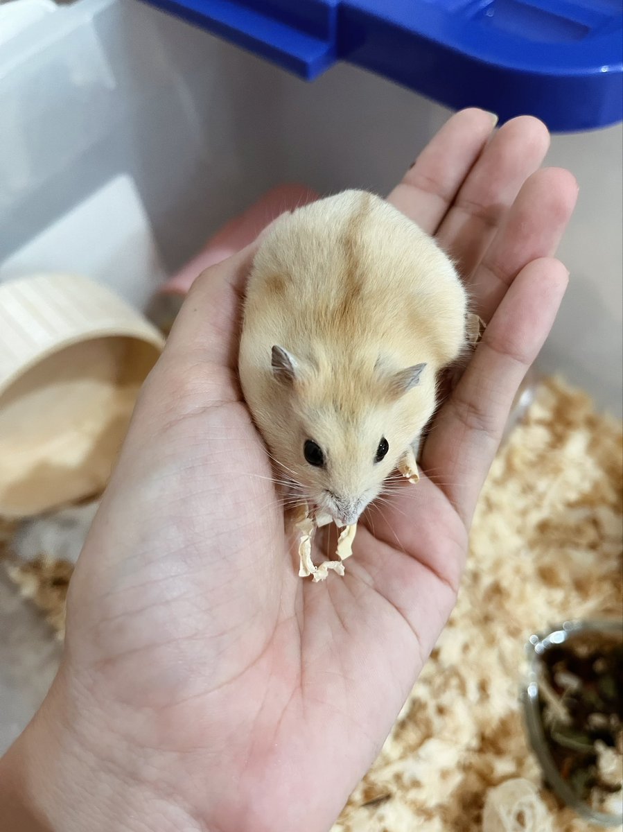 laraslisaa's tweet photo. They grow so fast 🥺 https://t.co/wugx4pxspd
