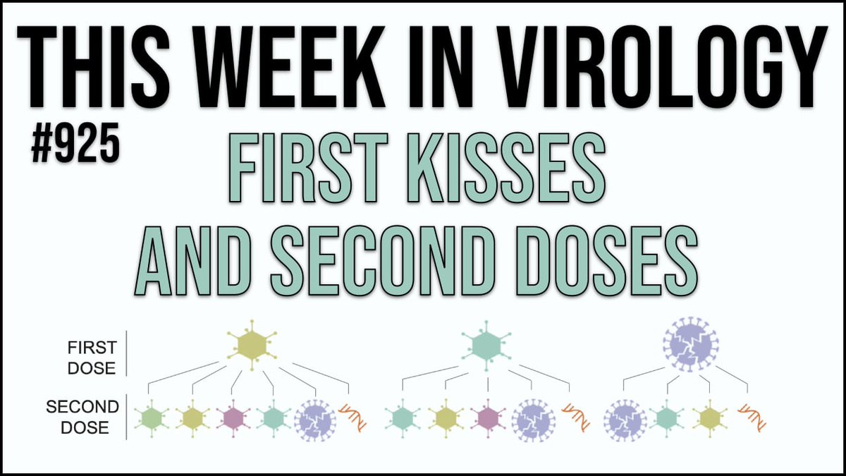 On this episode #TWiV discusses monkeypox virus, poliovirus in NY, Marburg virus in Ghana, ancient herpes simplex virus type 1 genomes, and immunogenicity of different combinations of #SARSCoV2 vaccines bit.ly/3d1w99y