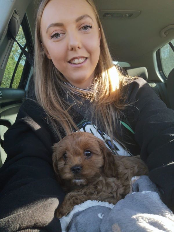 BeansBlog1's tweet photo. Is your puppy teething? 

#puppylove #cavapoo 

https://t.co/e8Sl6ZC65u https://t.co/fJY7DnzdnV