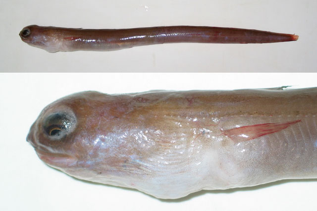 EelOrNoEel's tweet photo. Parabathymyrus macrophthalmus is an eel in the family #Congridae known from the Indo-West Pacific, including Japan, Taiwan, the South China Sea, and Indonesia at depths from 100 - 300 m. Males can reach a length of 47 cm. #EelOrNoEel
https://t.co/iINJwZ4Zjs https://t.co/Gtq2S3HSNG