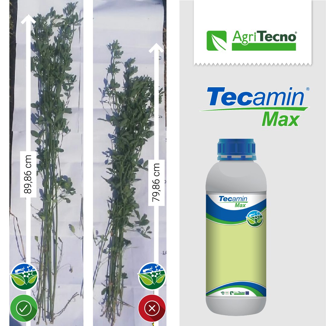 AgriTecno's tweet photo. Alfalfa CON y SIN tratamiento bioestimulante con #TecaminMax 

🍃 ¿Quieres saber más? 👉 https://t.co/akmDIrMqsC

#HealthyFood #Sustainability #Agriculture #Agro #Biodiversity #GlobalGoals #Crops #Aminoacids 
#SustainableAgriculture #AgroBusiness #GreenFuture #ThinkInGreen https://t.co/kWiYv424EZ