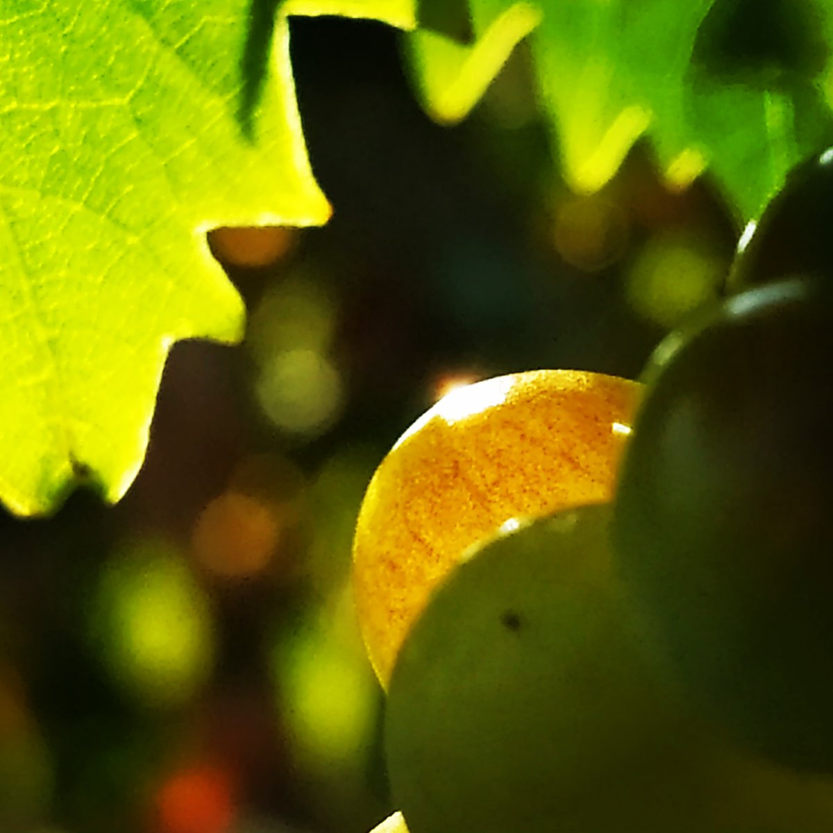 Silence ça mûri! #domainefamilial #silencecapousse #silence #artetvin #vigneronsindependants  #passionvigne #suddelafrance #winelovers #poésie 
<a href="/mounpais/">marie-bernard Ruas</a> #suddelafrance #wine #vendanges
<a href="/Atout_Terroir/">Atout-Terroir</a> <a href="/occitaniwines/">Les Vins OCCITANI ™</a> <a href="/VinsduLanguedoc/">Vins du Languedoc</a>
 #veraison #cuvéedeblanc #vigne