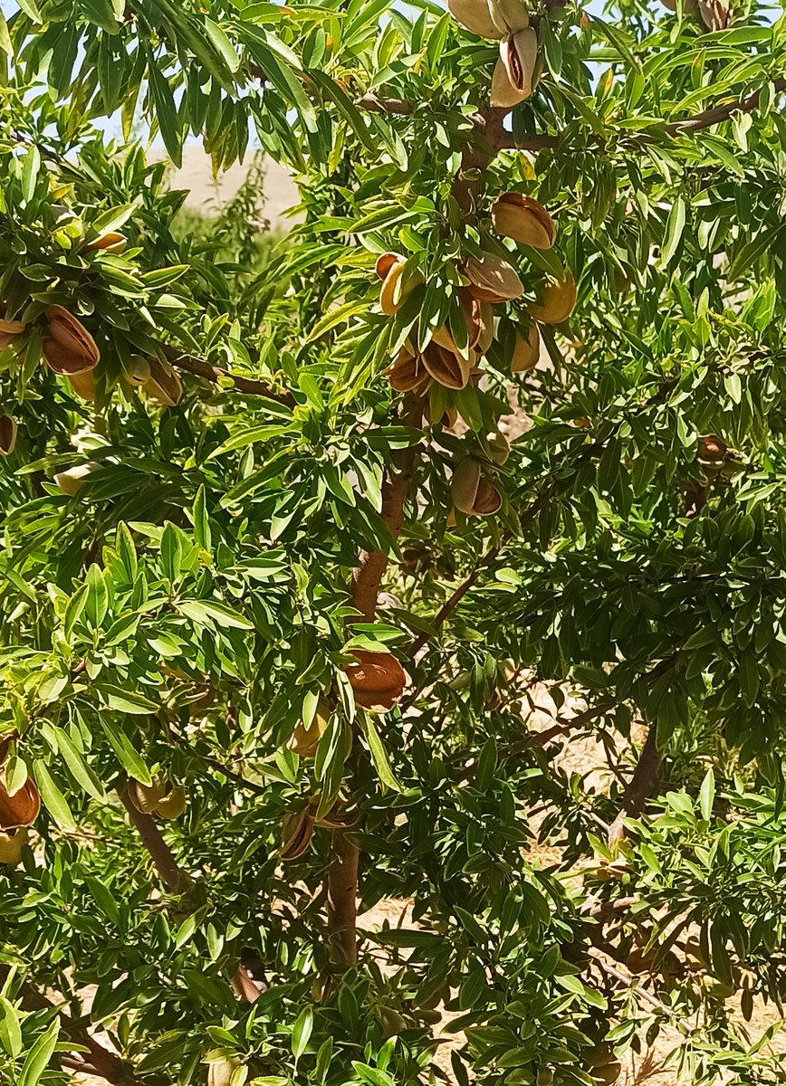 Badem hasadına az kaldı. 
#Badem üreticileri olarak #Cumhurbaşkanımız Dan badem #fiyatını açıklamasını bekliyoruz.