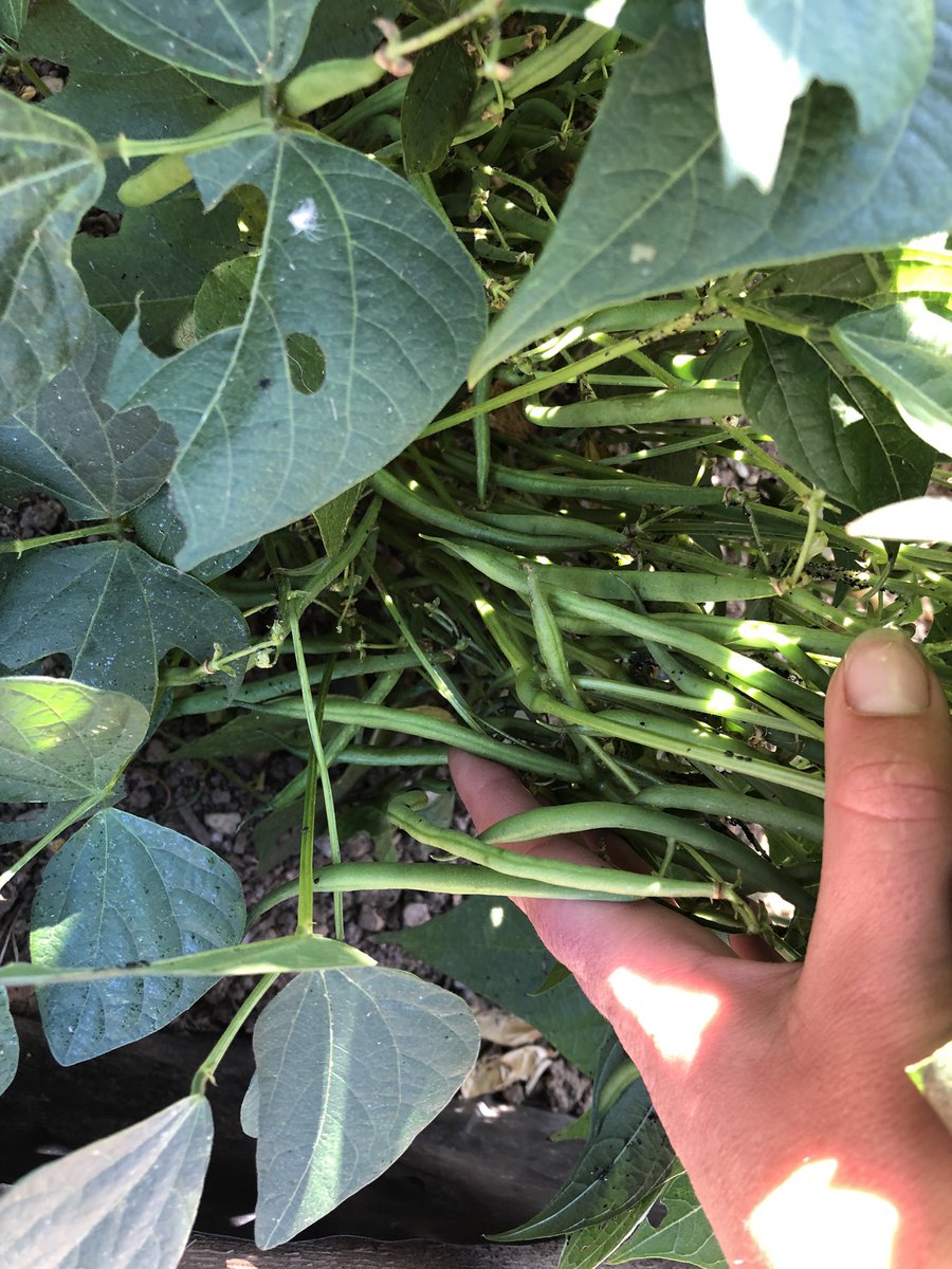 The little green town project tweet media