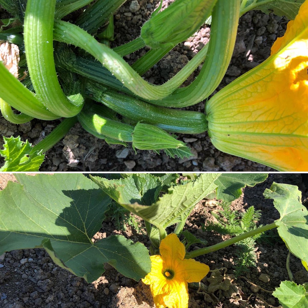 The little green town project tweet media